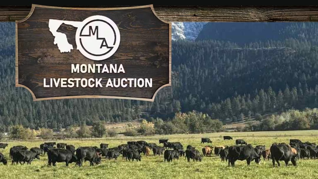Montana Livestock Auction
