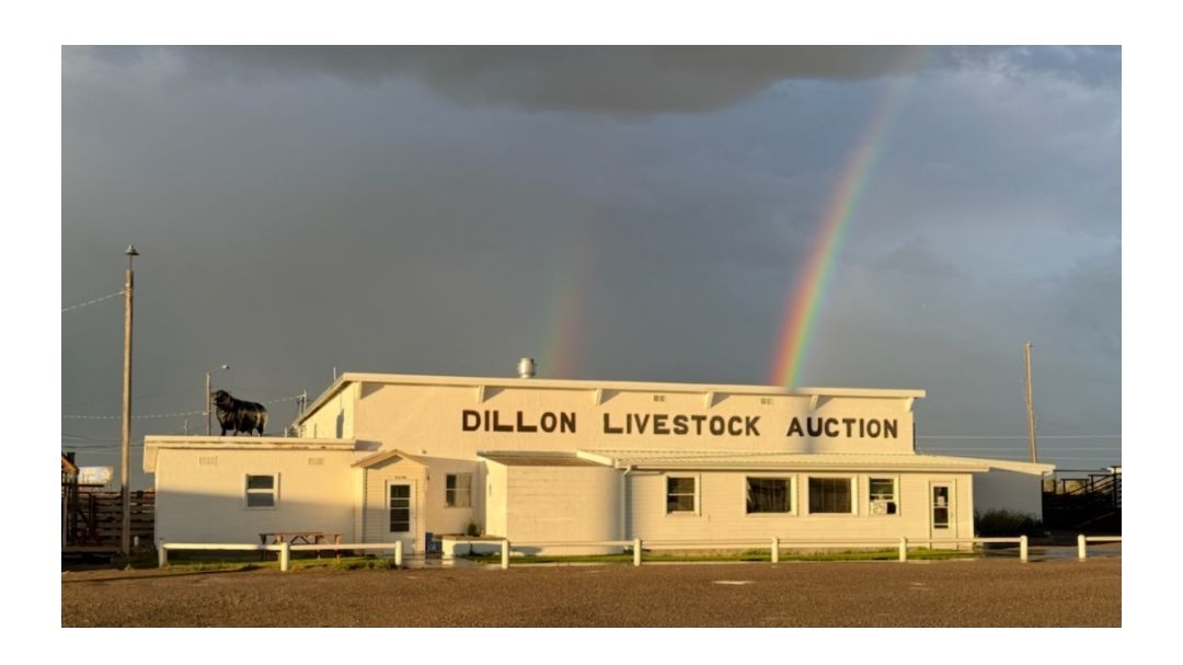 Dillon Livestock Auction