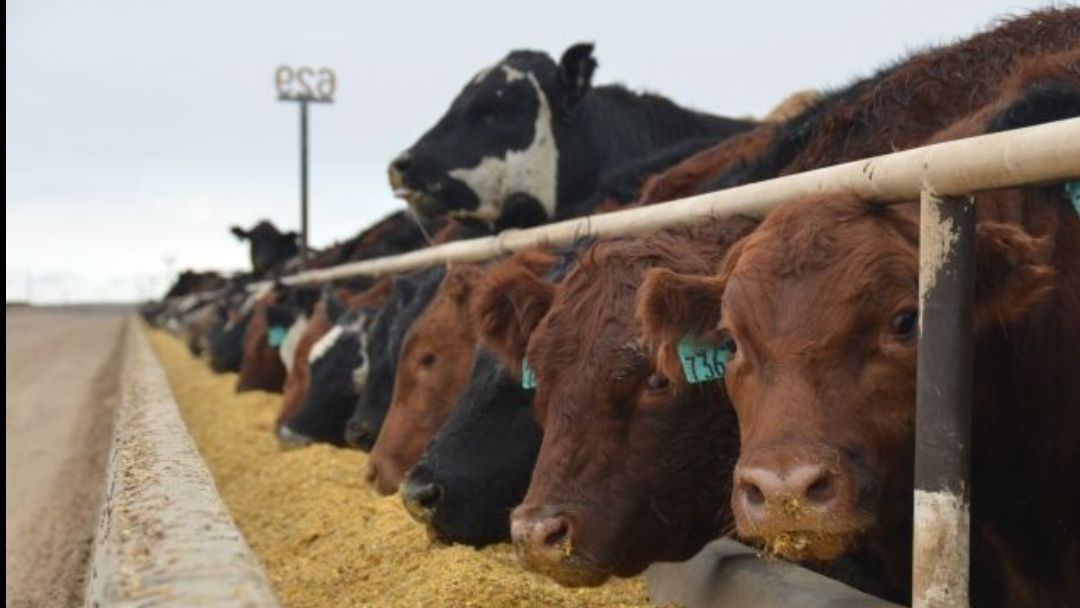 Billings Livestock Commission