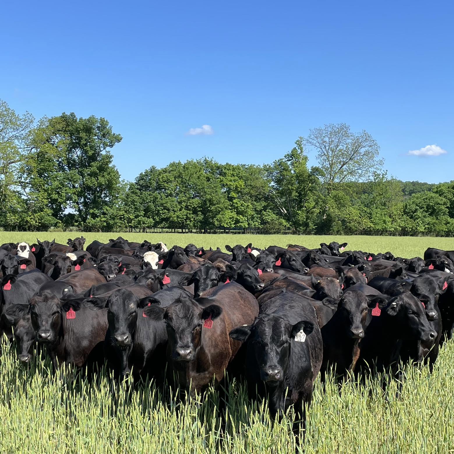 Cattlemen's Livestock Exchange Livestock