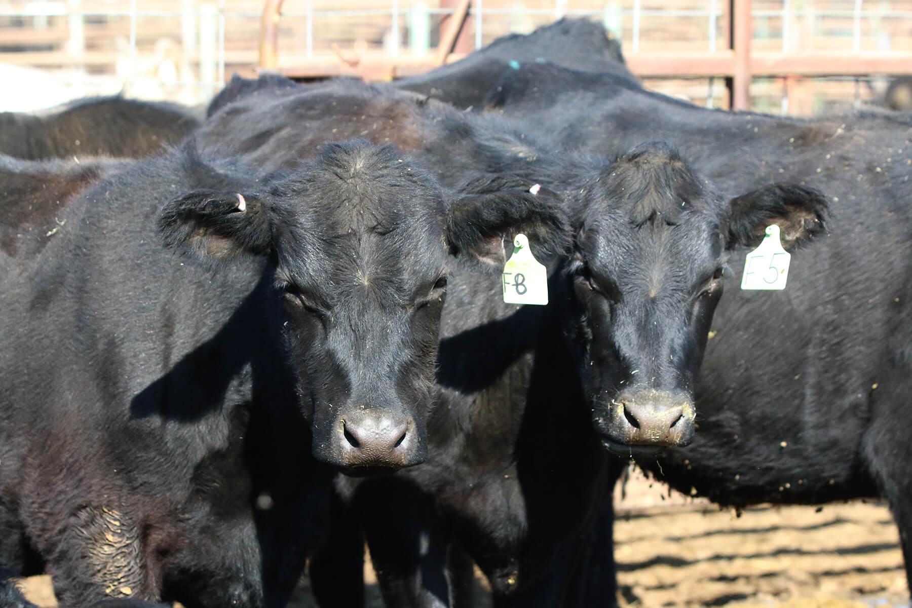 Cattlemen's Livestock Market