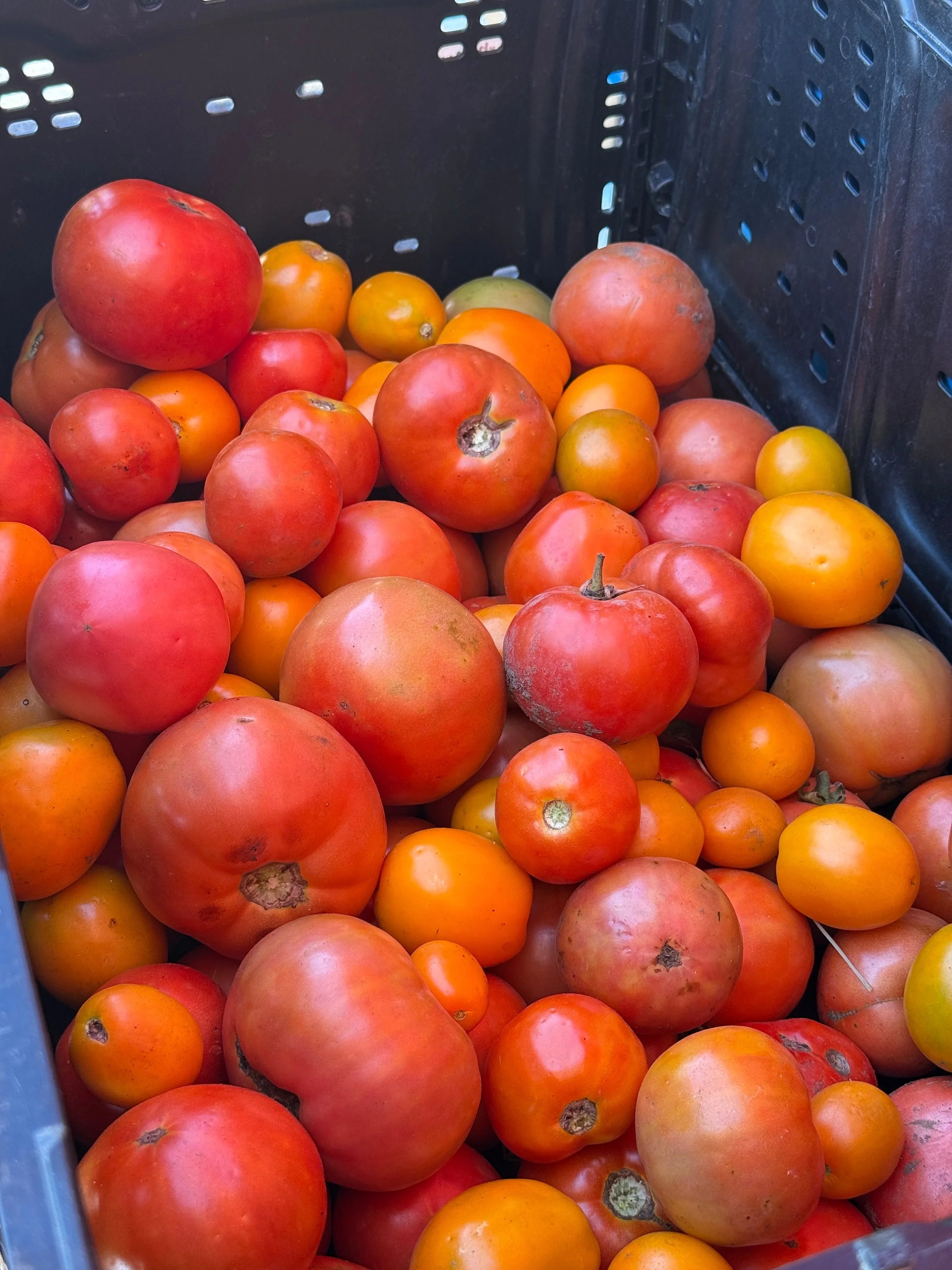 Fort Collins Farmers Market