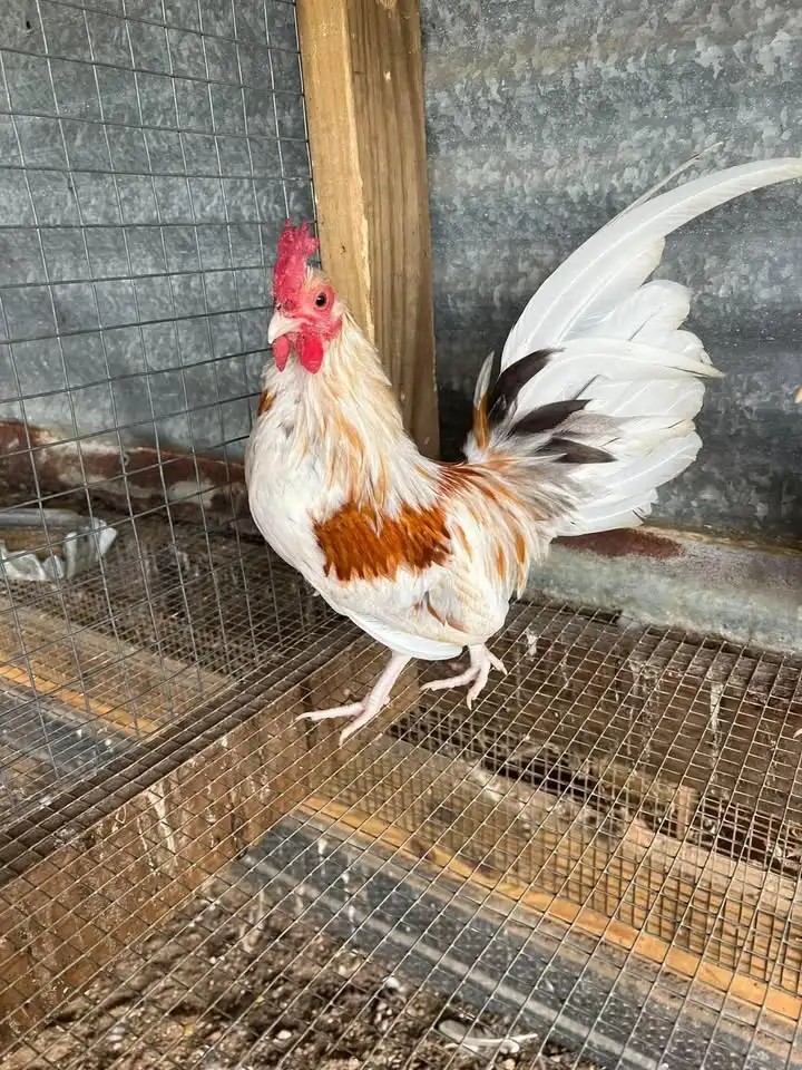 Arcadia Small Animal Auction