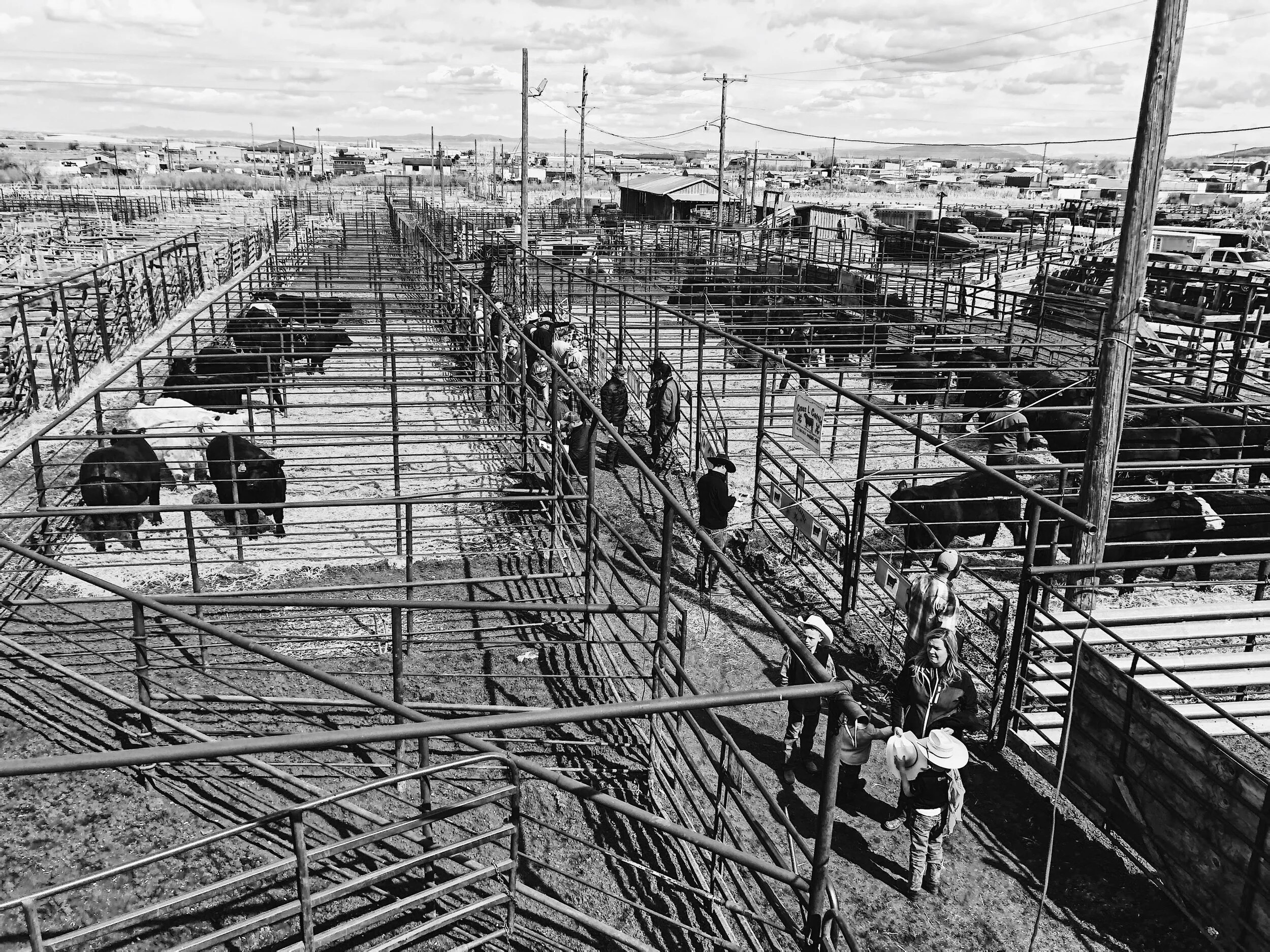 Cedar Livestock Market