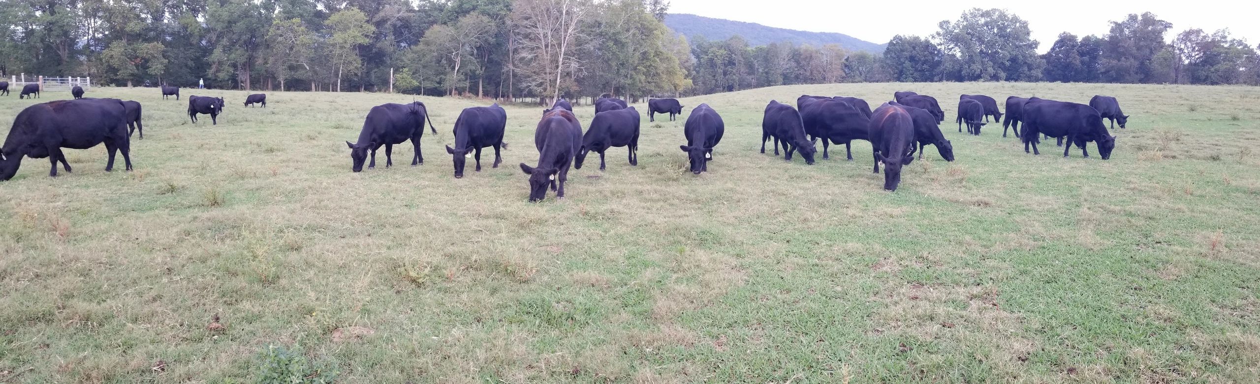 Calhoun Stockyard Livestock