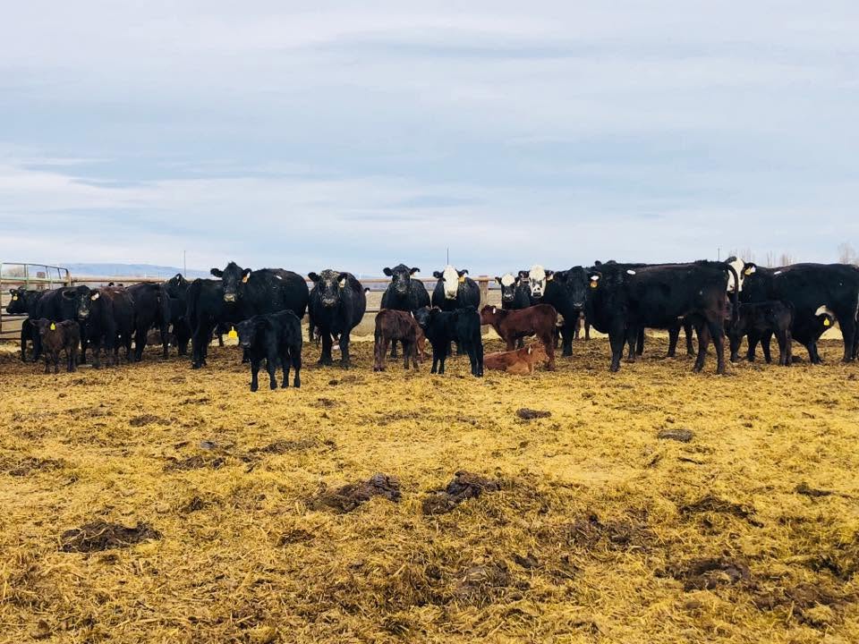 Toppenish Livestock Commission