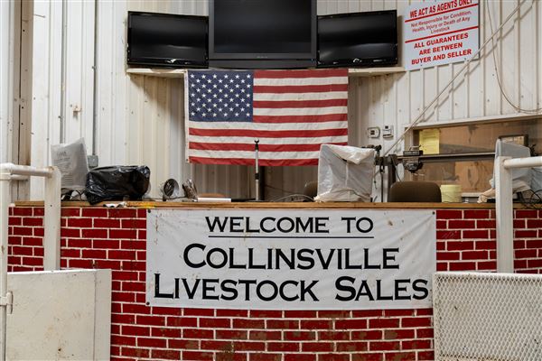 Collinsville Livestock Sales