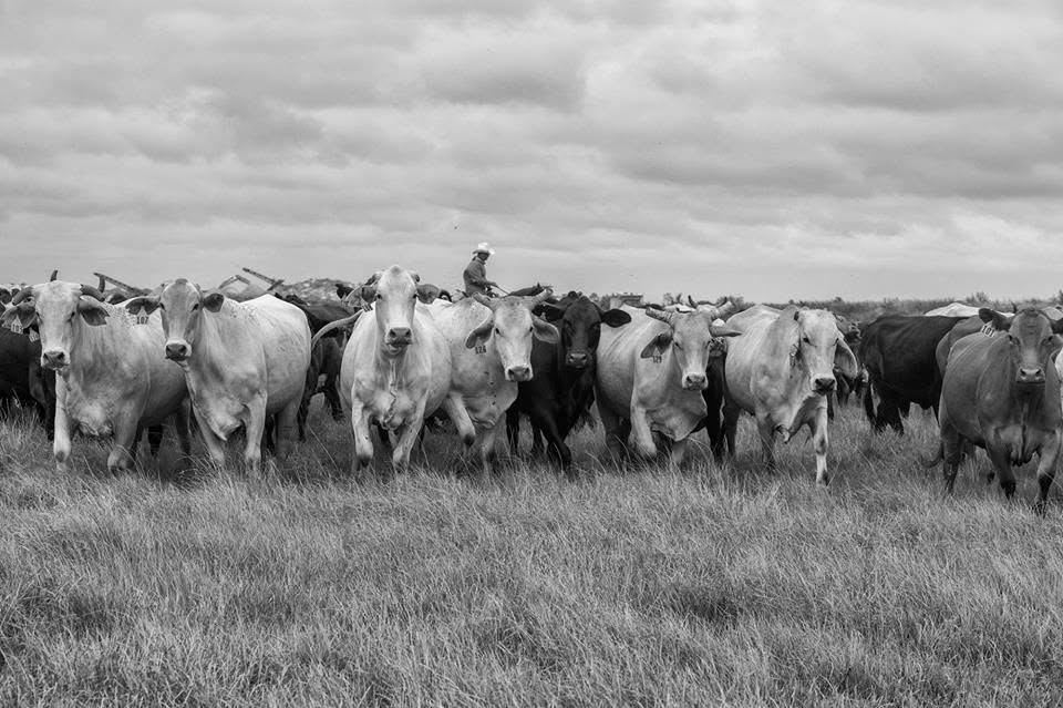 Arcadia Stockyard
