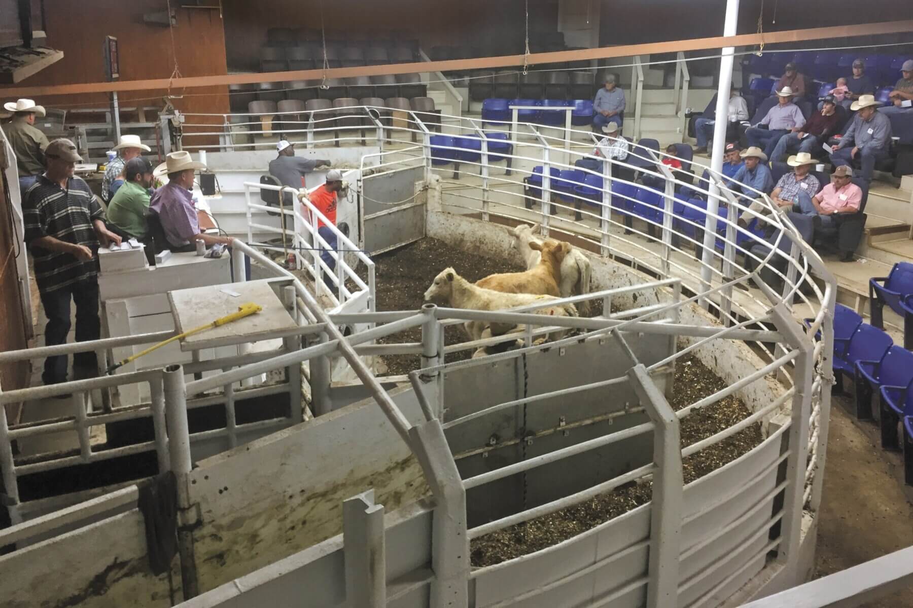 Cuero Livestock Marketing, LLC Livestock