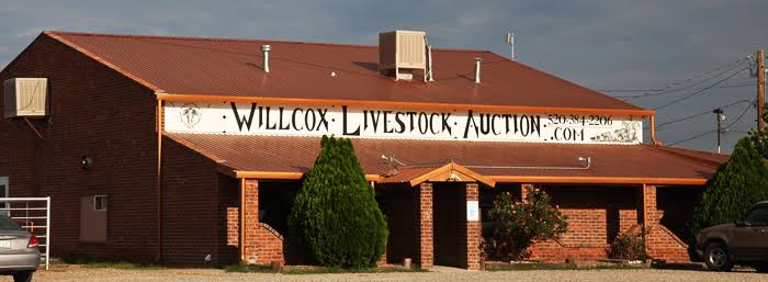 Willcox Livestock Auction
