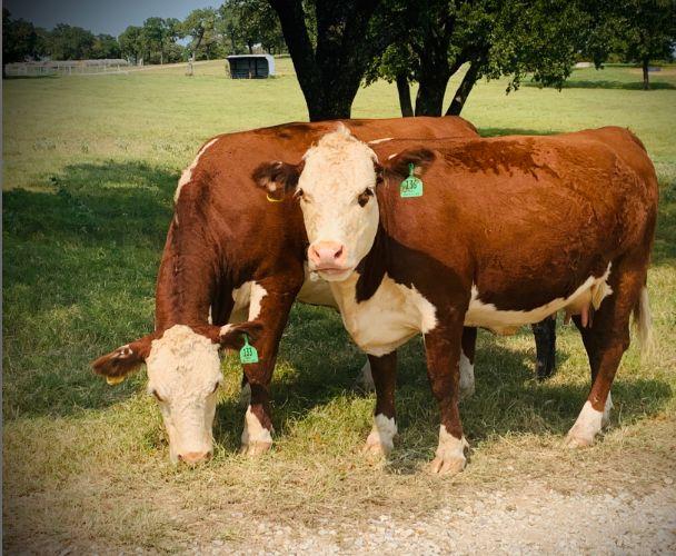 Decatur Livestock Market LLC Livestock