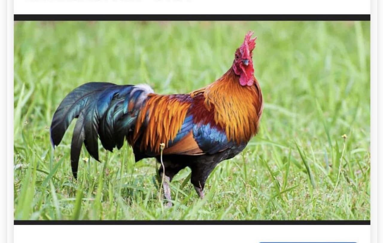 Richfield Poultry Auction