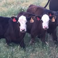 Southern Plains Livestock Auction, Inc.