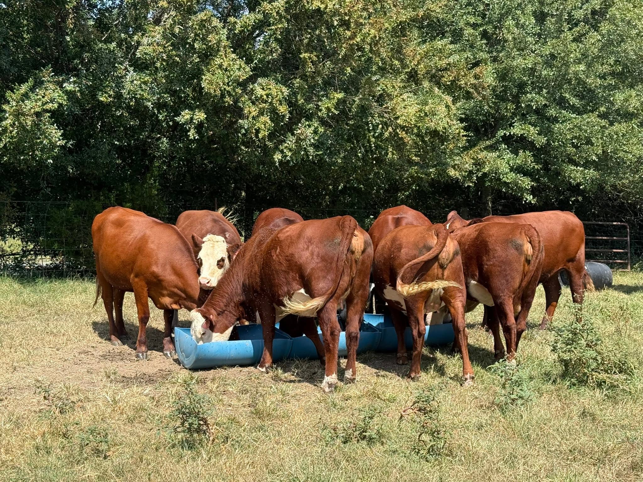 Harvest Livestock Exchange