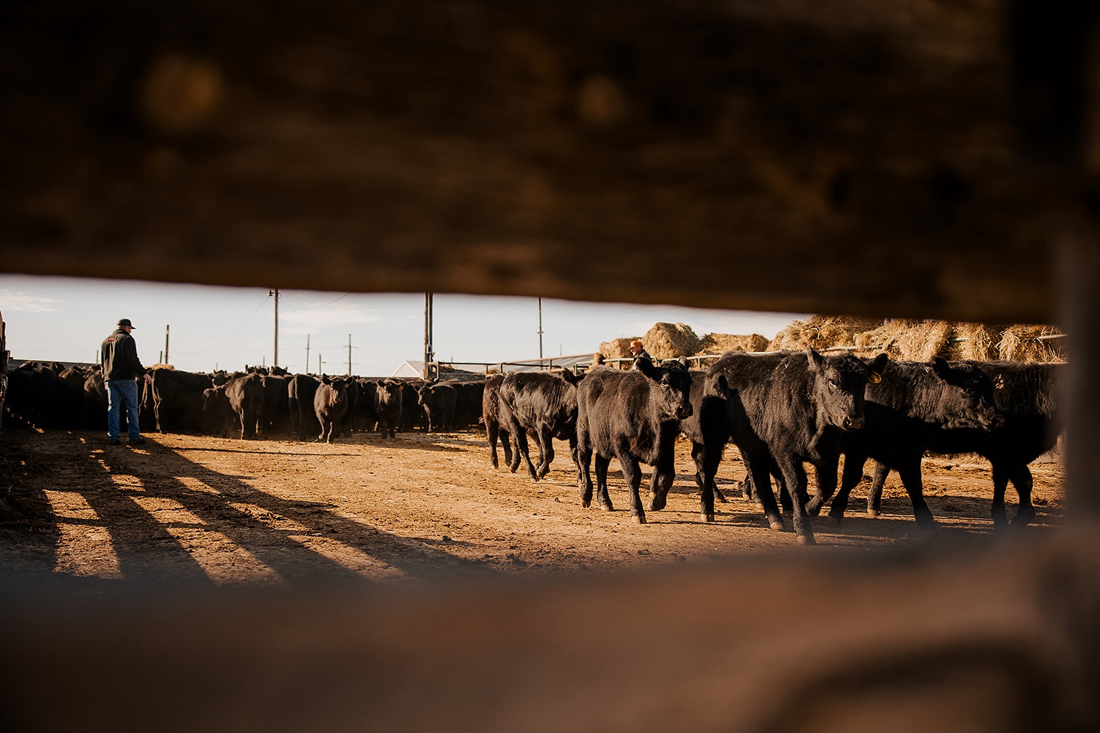 Torrington Livestock Markets