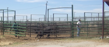 Floydada Livestock Sales Livestock