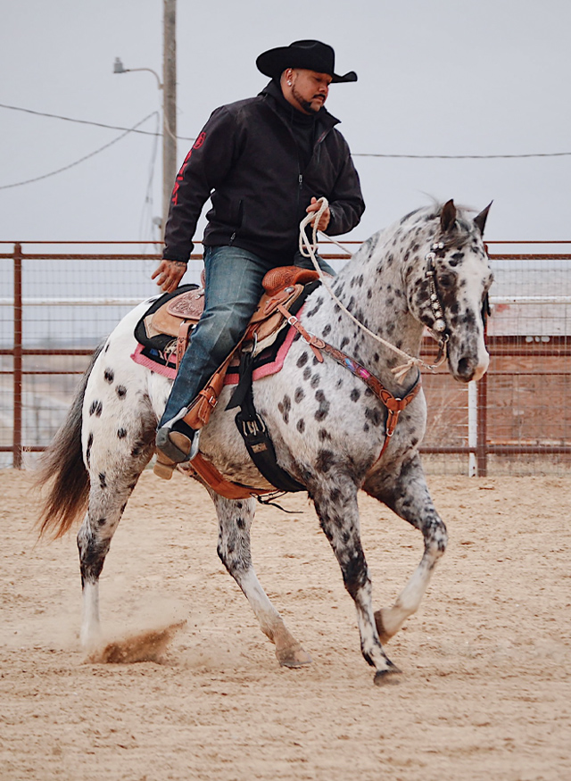 Bowie Texas Livestock