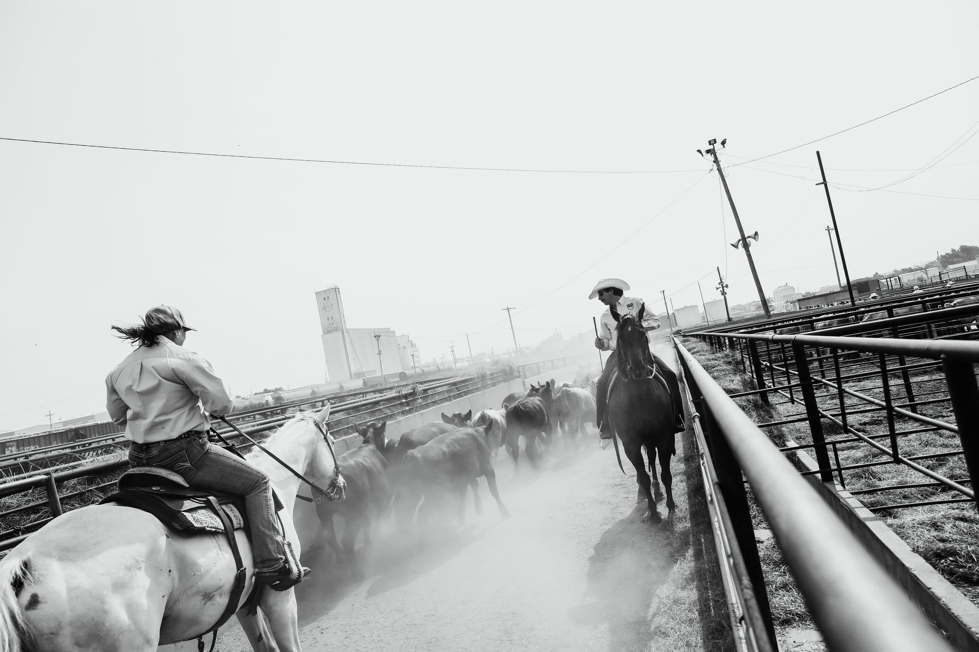 Winter Livestock