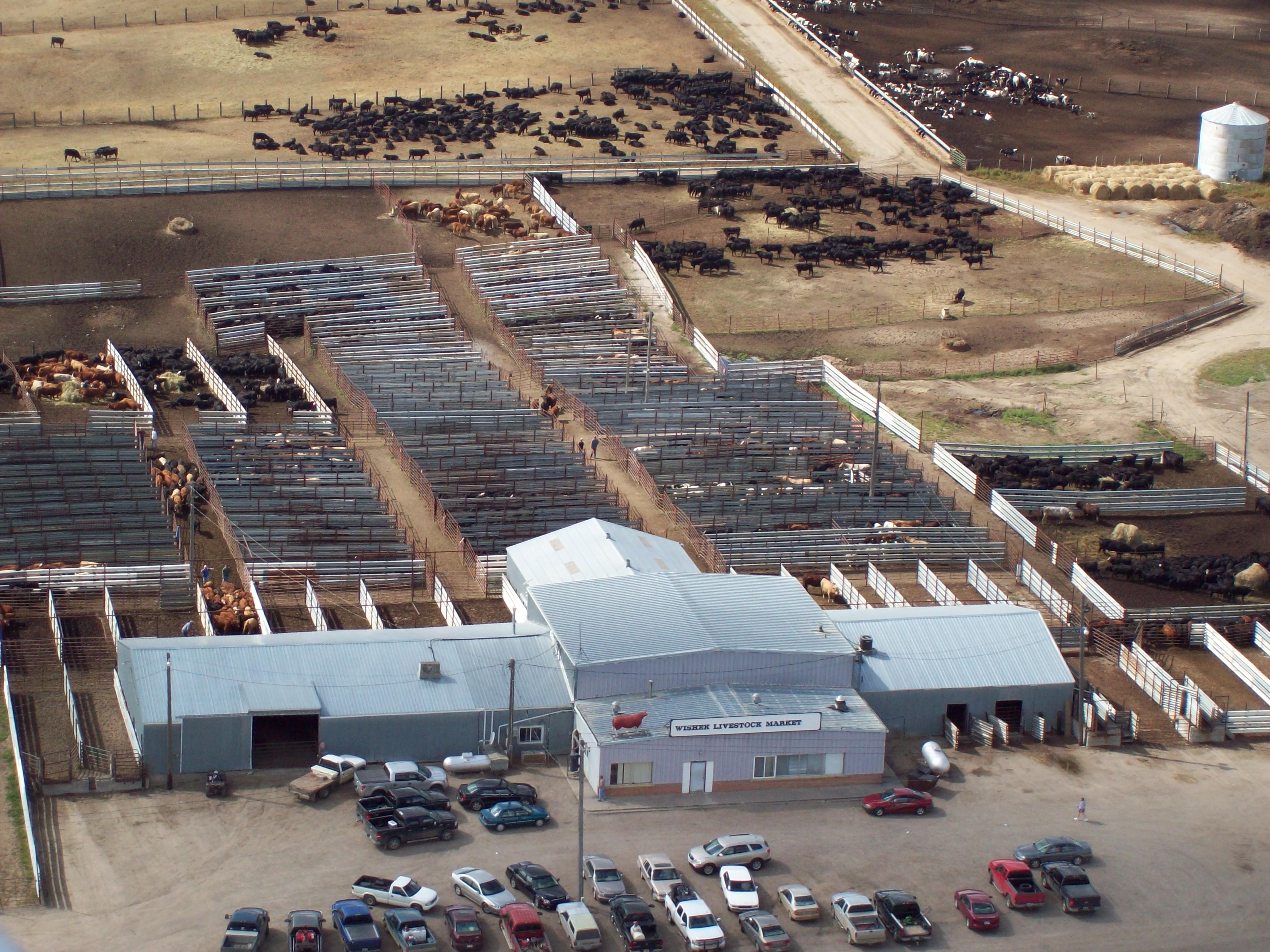 Wishek Livestock Sales