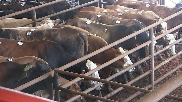 Meridian Stockyard