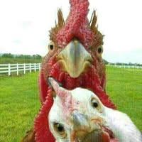 The Chicken Coop Auction Service - Watson's Auction