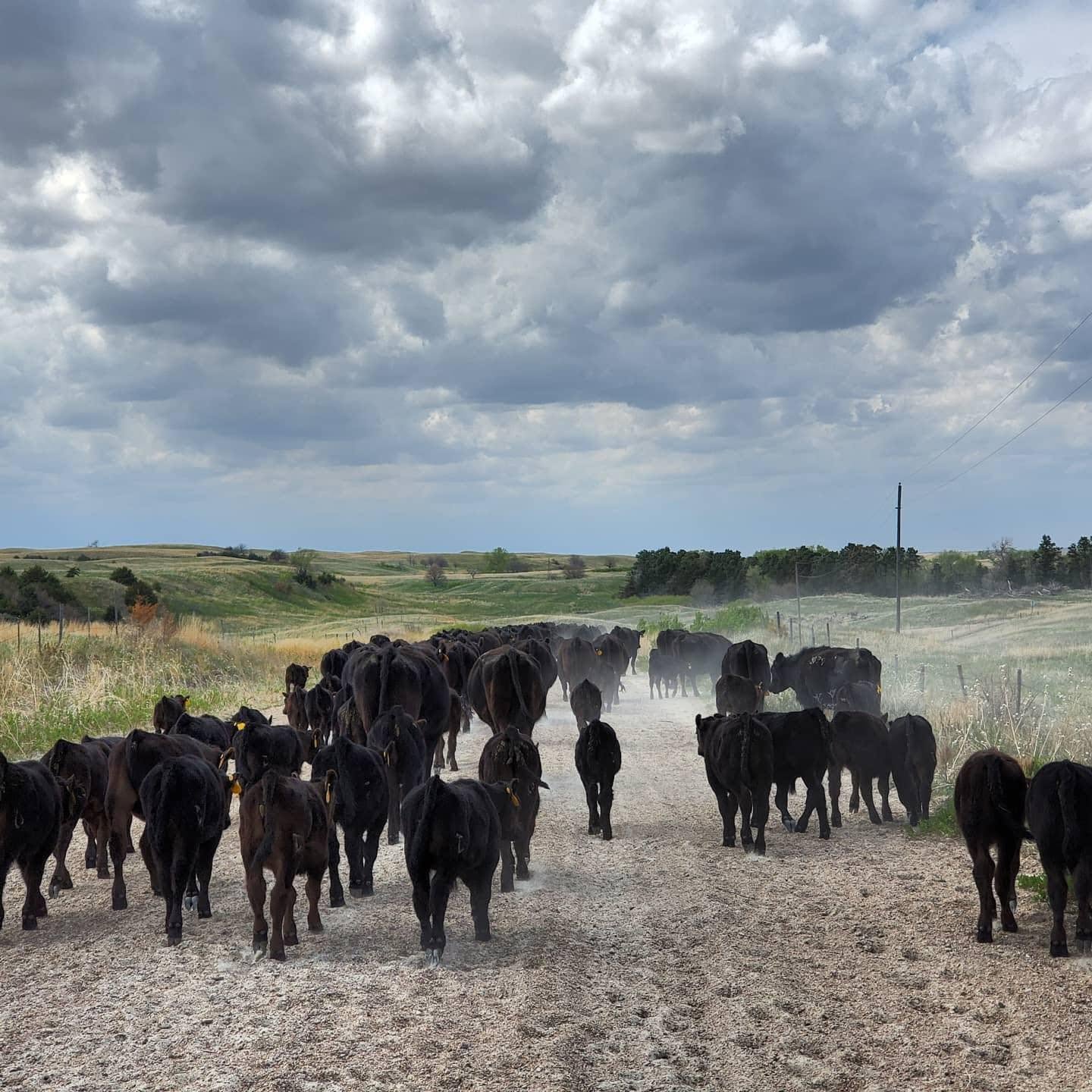 Broken Bow Livestock