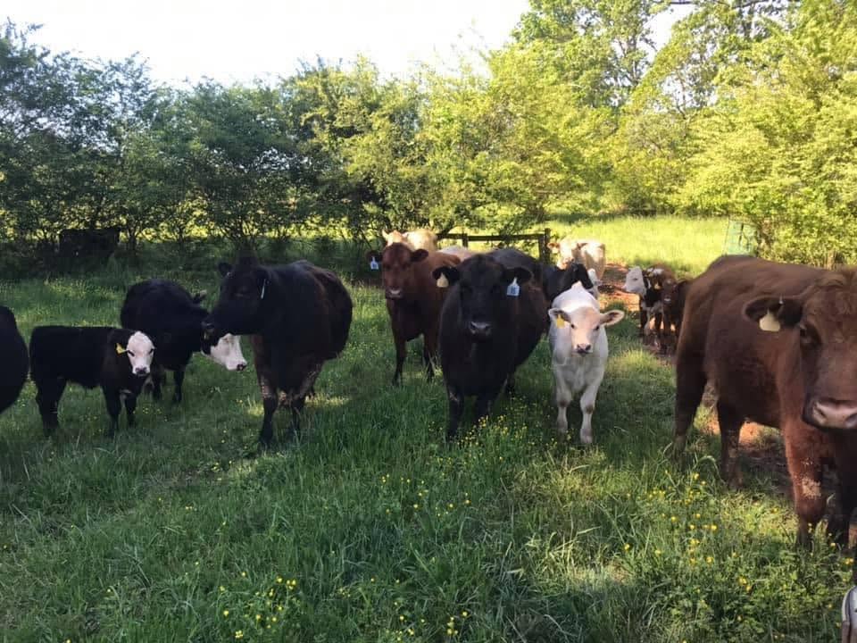 Eastanollee Livestock