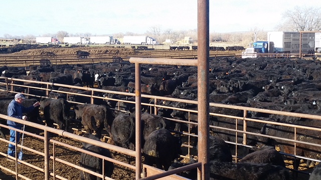 Big Horn Basin Livestock Auction