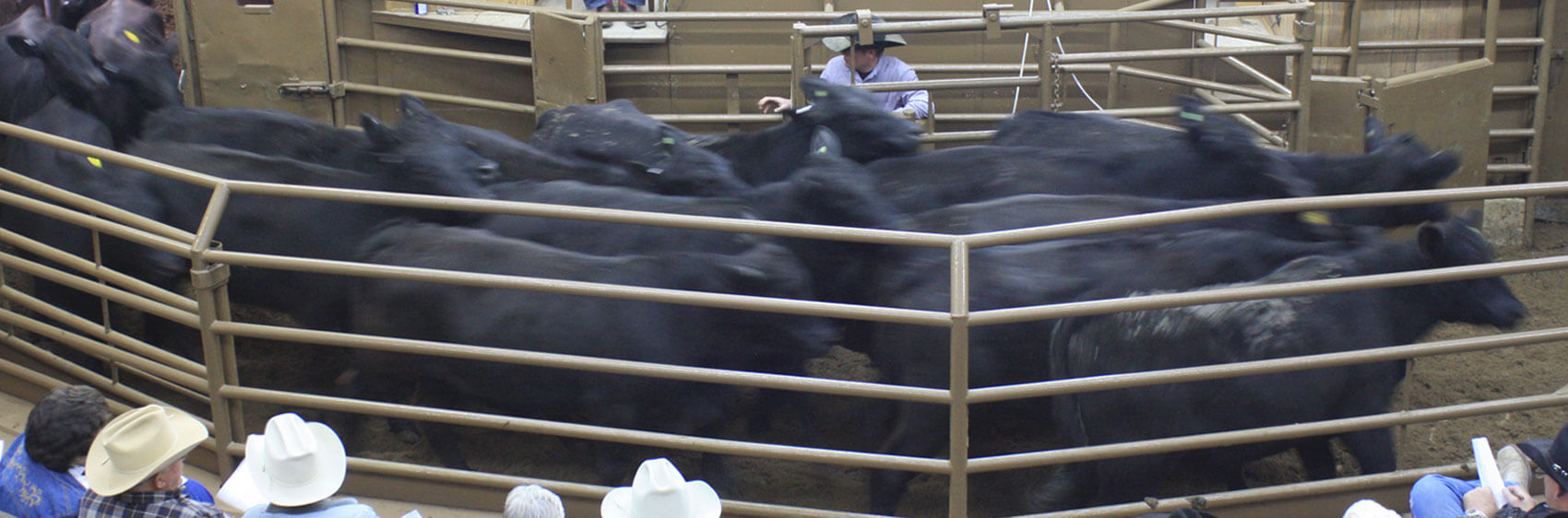 Jordan Cattle Auction