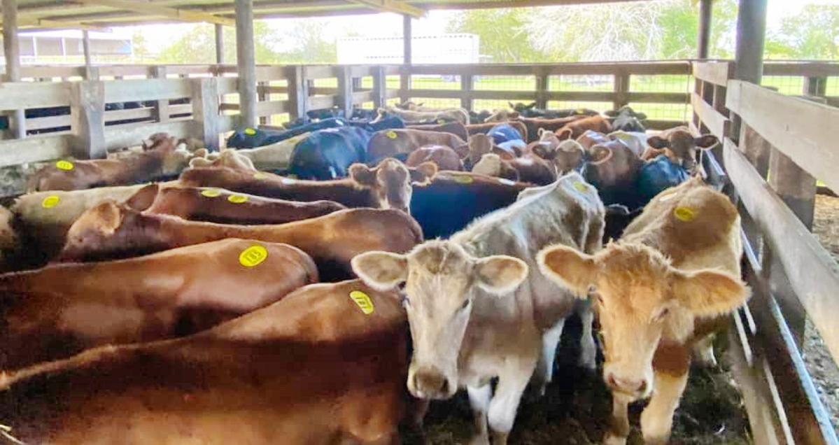 El Campo Livestock Exchange LLC Livestock