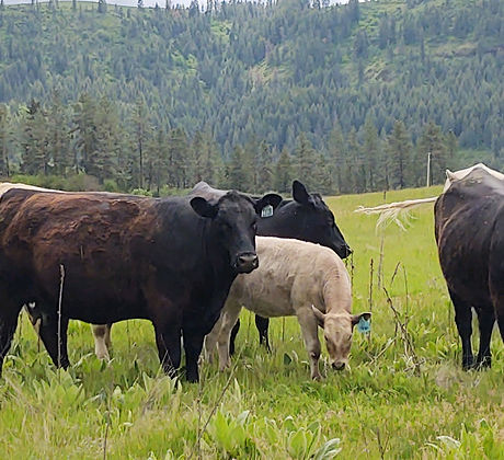 Lewiston Livestock Market