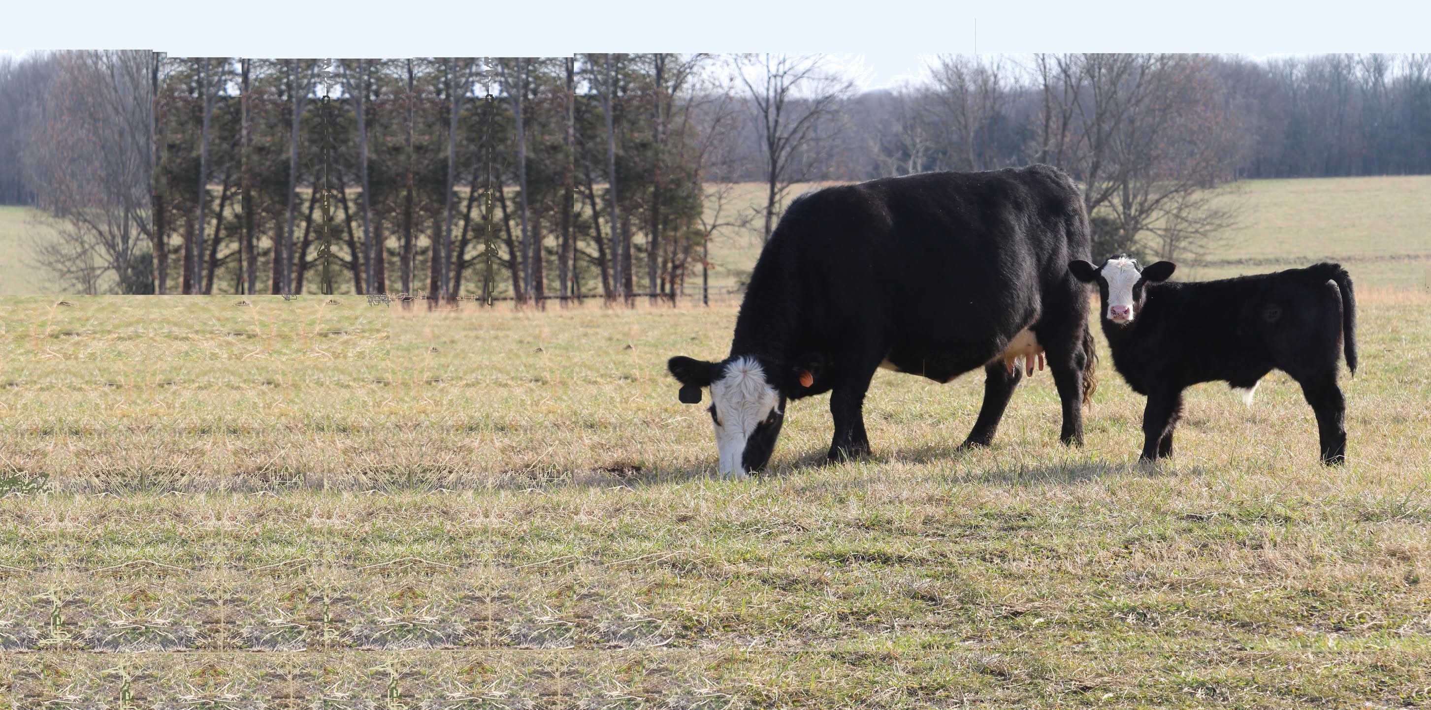 Cattlemen's Livestock Market