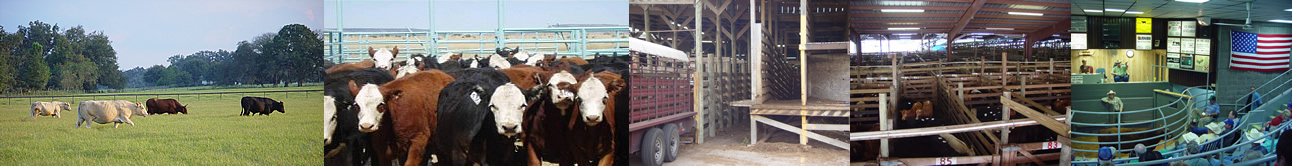 Sumter County Livestock Market