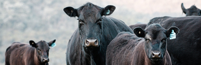 Tri-State Livestock Exchange