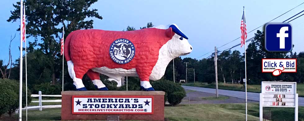 Mercer Livestock Auction