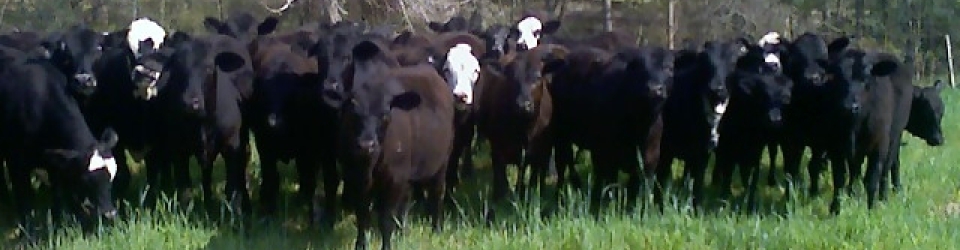 Mid State Stockyards