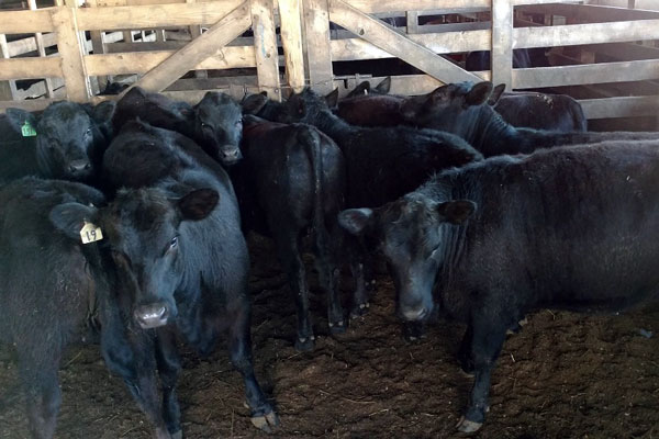 Greencastle Livestock Market