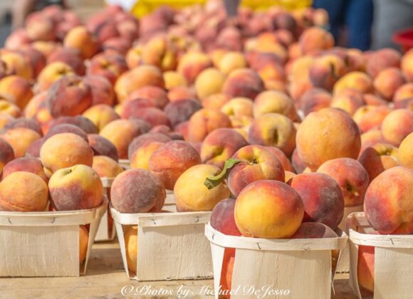 Easton Farmers' Market
