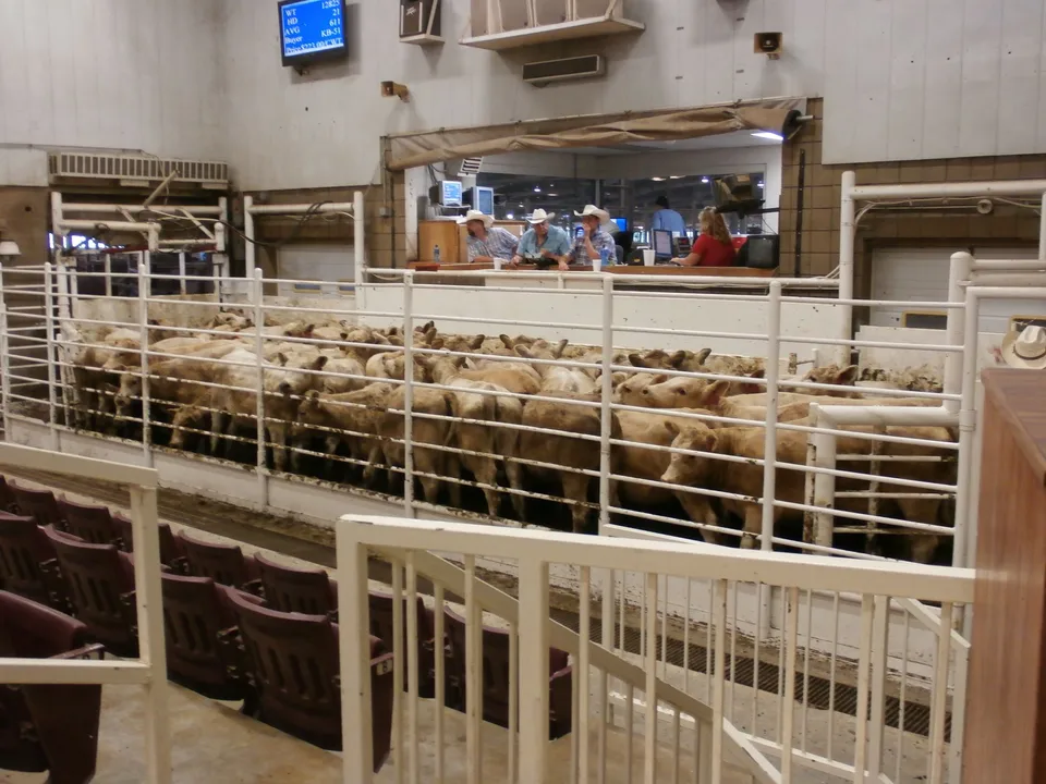 DeGraff Weekly Auction