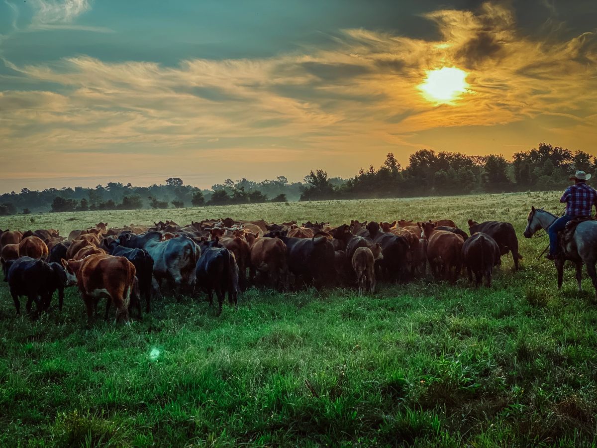 Nacogdoches Livestock Exchange