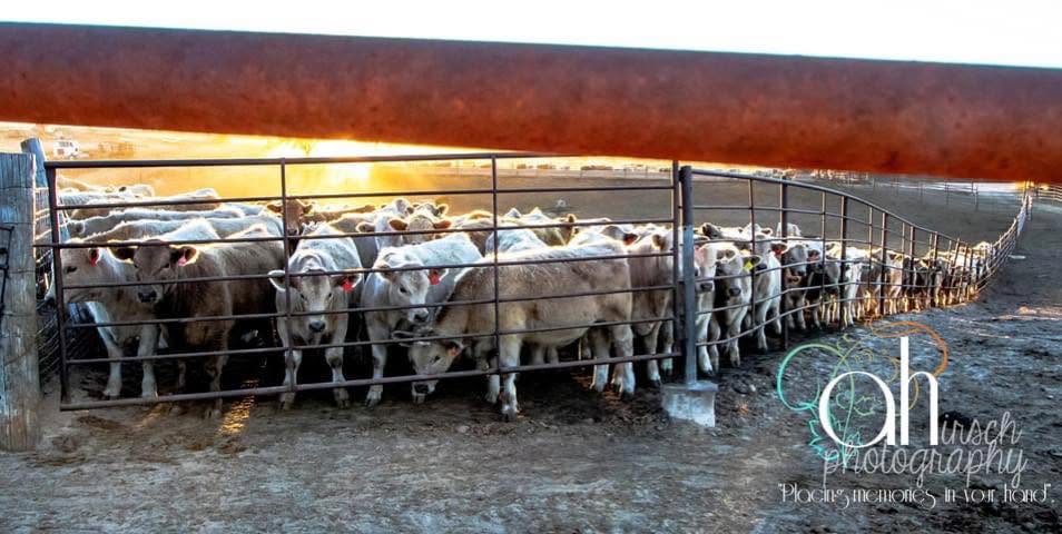 Oberlin Livestock Auction