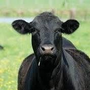 Ozarks Regional Stockyard Livestock