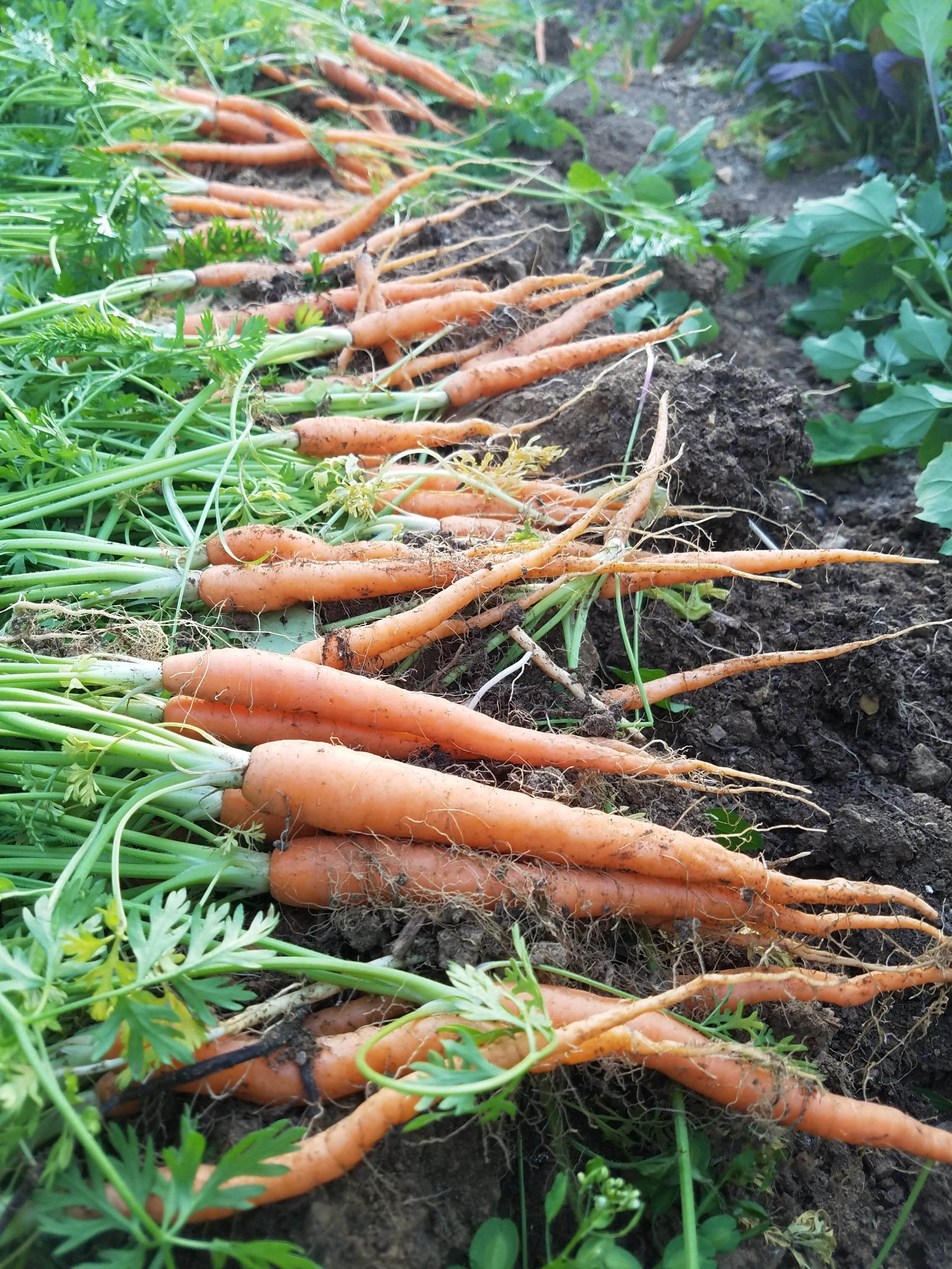 West Reading Farmers Market