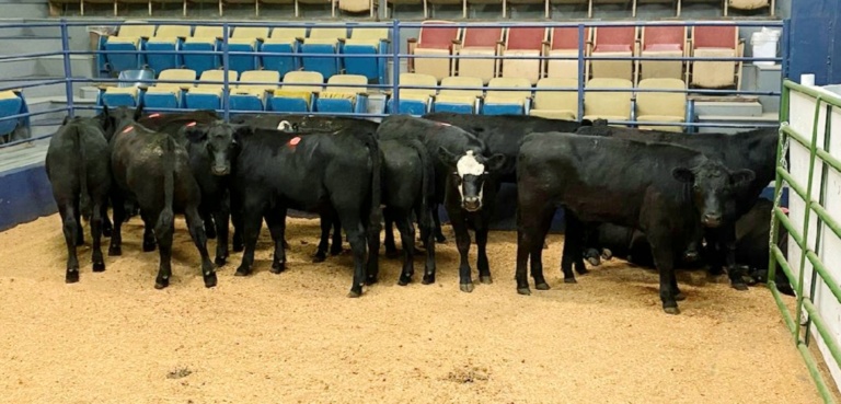Greenville Livestock Auction