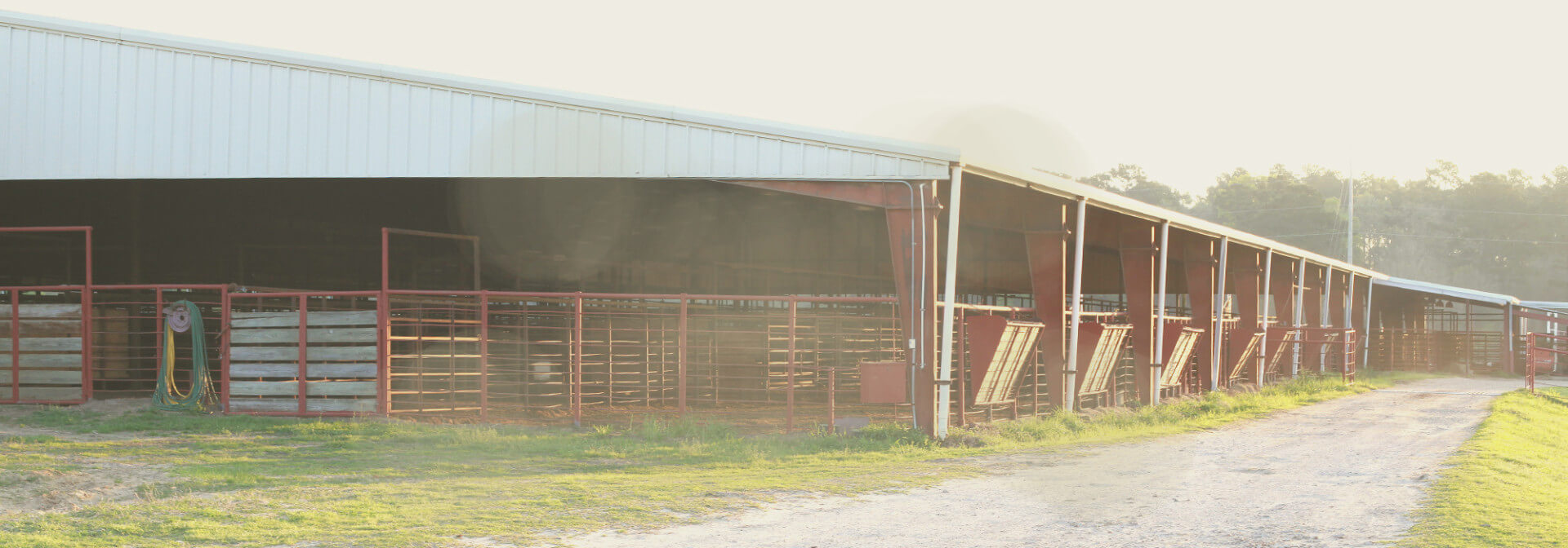East Texas Livestock Auction Livestock
