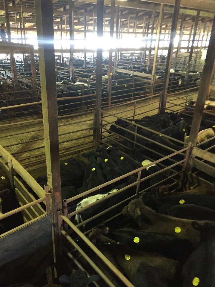 Jackson County Regional Livestock Market