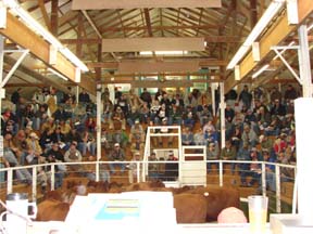 Creighton Livestock Market