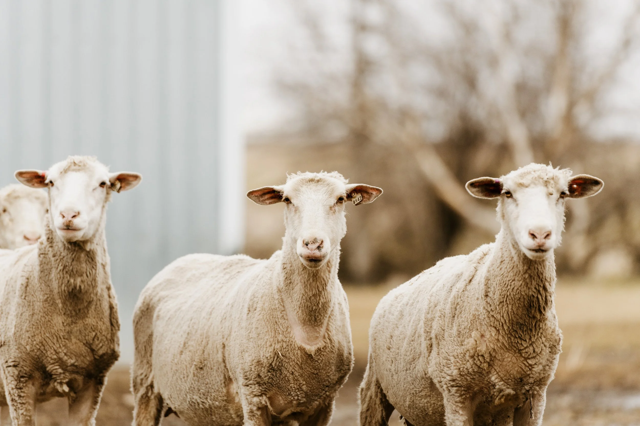 Bowman Livestock Marketing