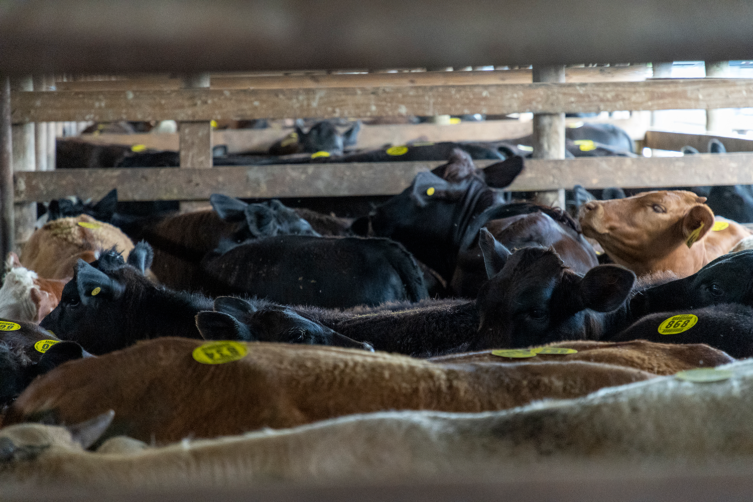 Cattleman's Columbus Livestock Auction Livestock