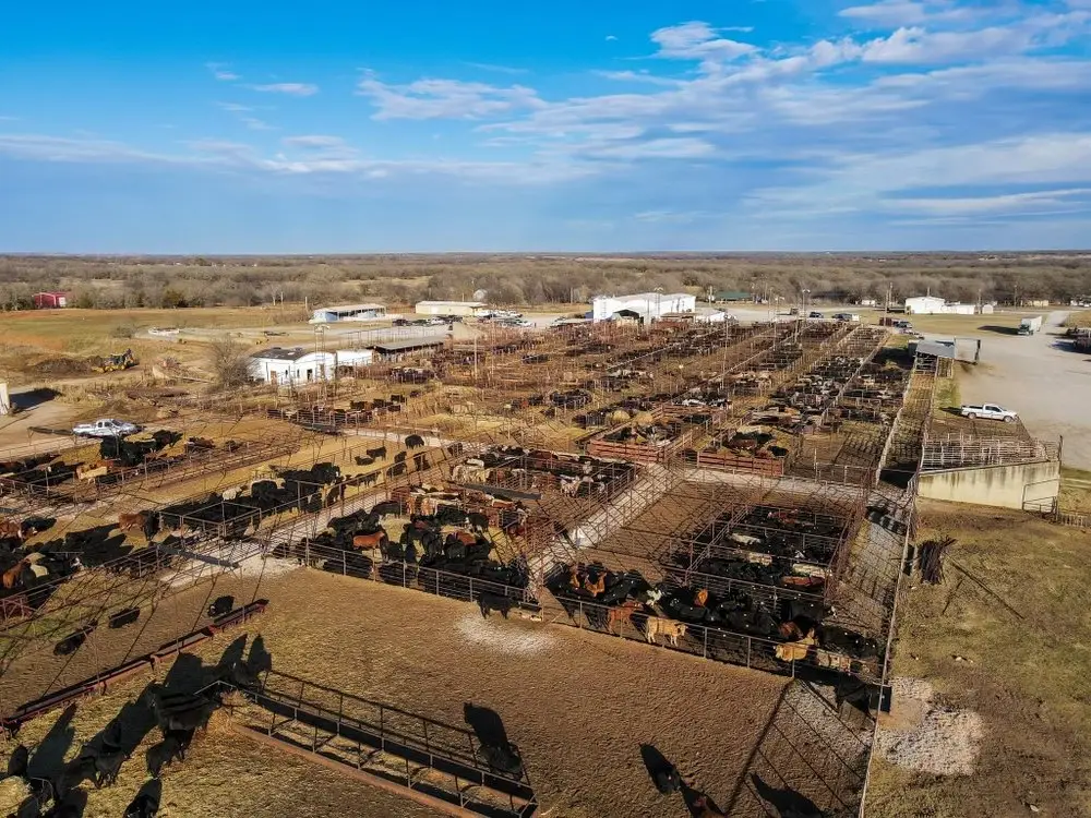 Comanche Livestock Auction
